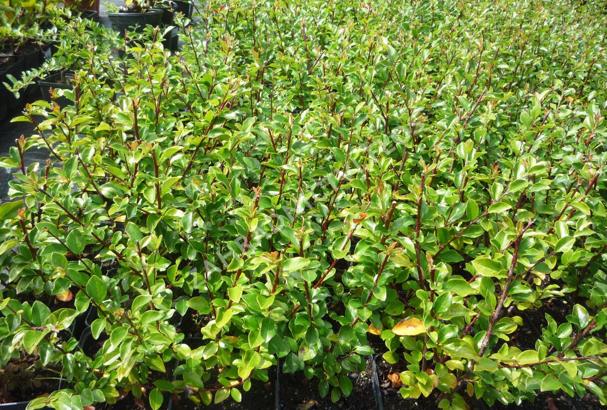 Skalník rozkladitý - Cotoneaster divaricatus