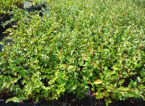 Skalník rozkladitý - Cotoneaster divaricatus