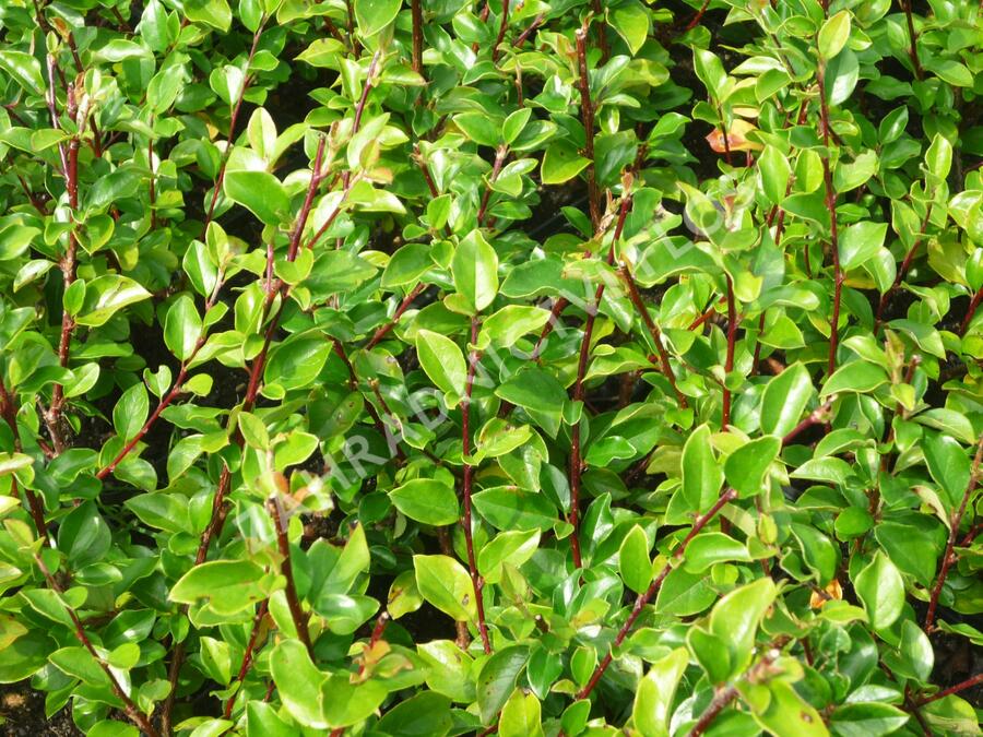 Skalník rozkladitý - Cotoneaster divaricatus
