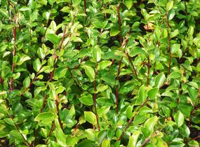 Skalník rozkladitý - Cotoneaster divaricatus