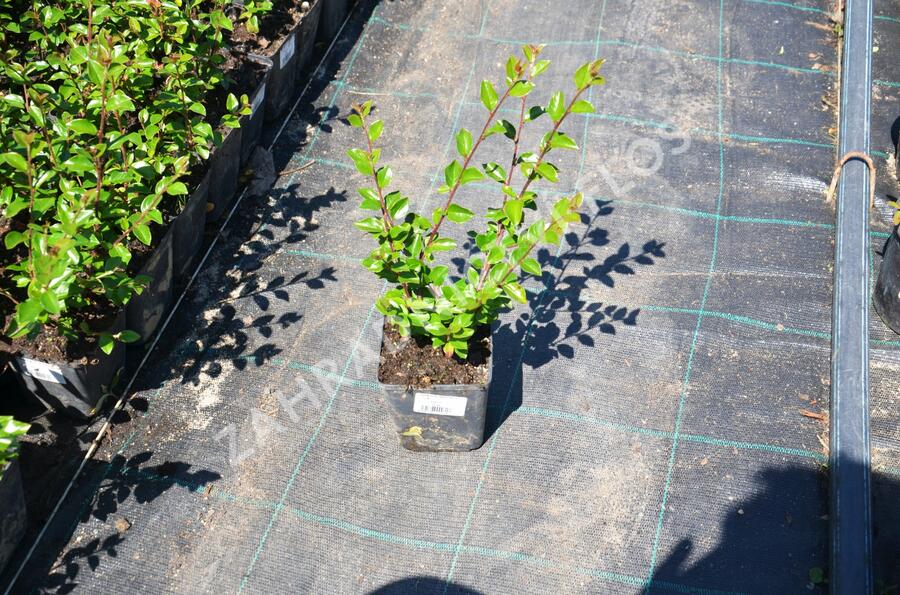 Skalník rozkladitý - Cotoneaster divaricatus