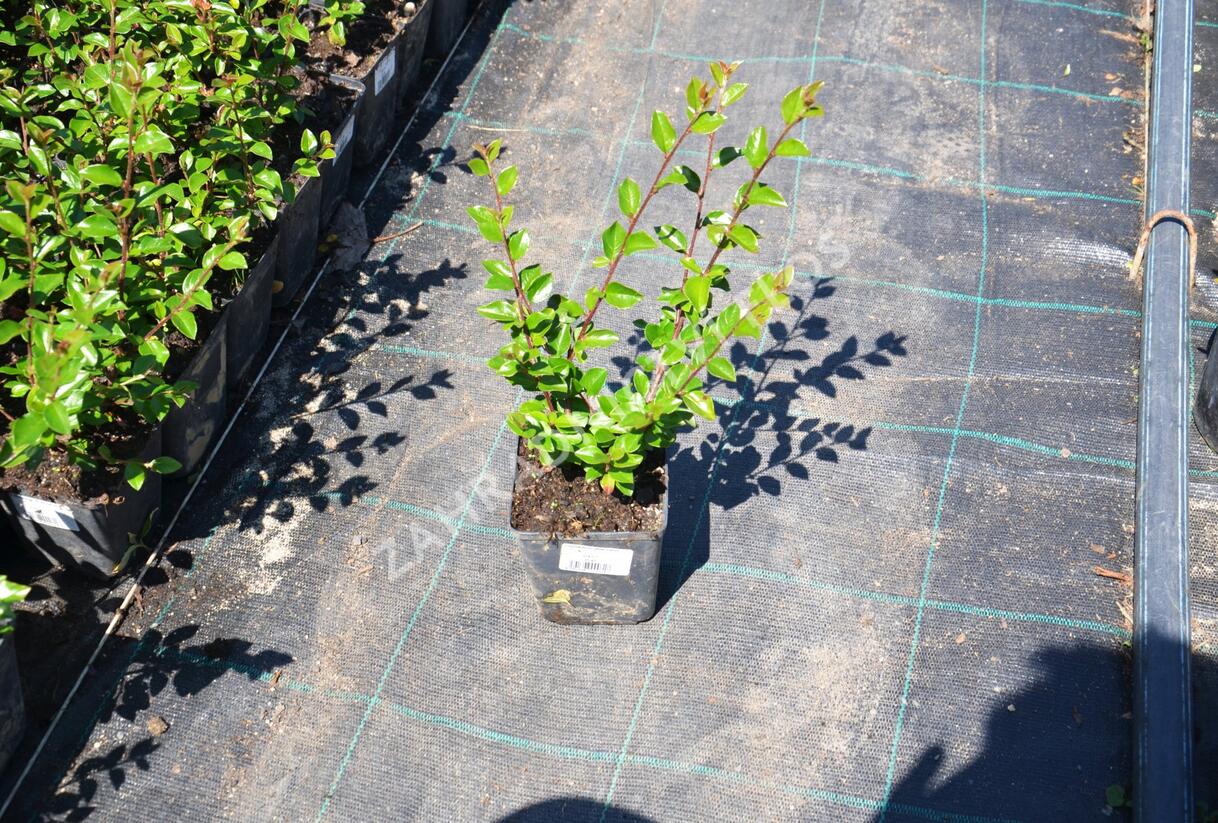 Skalník rozkladitý - Cotoneaster divaricatus