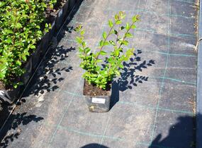Skalník rozkladitý - Cotoneaster divaricatus