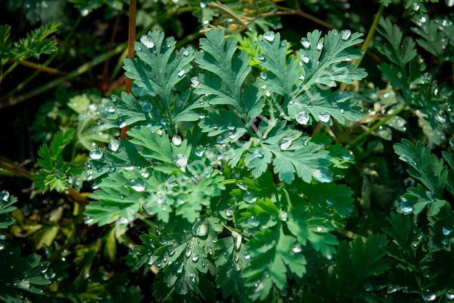 Srdcovka drobnokvětá 'Amore Rose' - Dicentra eximia 'Amore Rose'