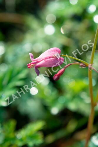 Srdcovka drobnokvětá 'Amore Rose' - Dicentra eximia 'Amore Rose'