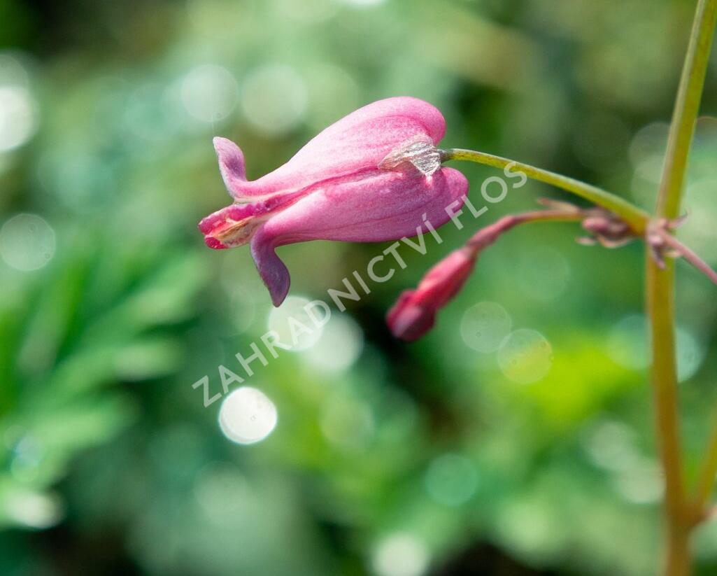 Srdcovka drobnokvětá 'Amore Rose' - Dicentra eximia 'Amore Rose'