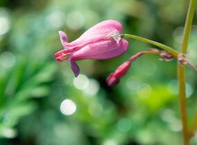 Srdcovka drobnokvětá 'Amore Rose' - Dicentra eximia 'Amore Rose'