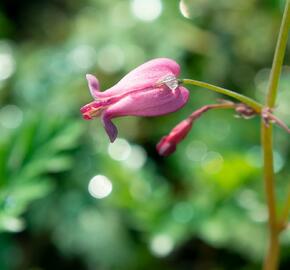 Srdcovka drobnokvětá 'Amore Rose' - Dicentra eximia 'Amore Rose'