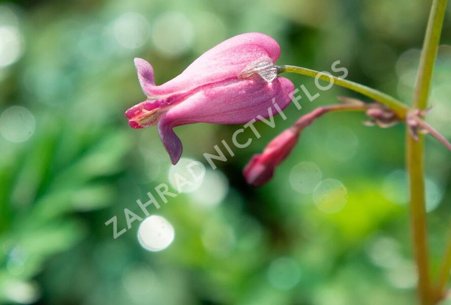 Srdcovka drobnokvětá 'Amore Rose' - Dicentra eximia 'Amore Rose'