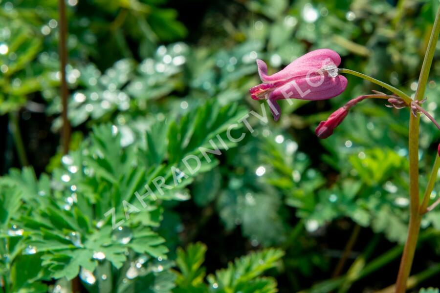 Srdcovka drobnokvětá 'Amore Rose' - Dicentra eximia 'Amore Rose'