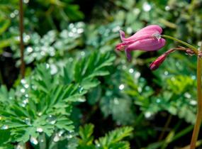 Srdcovka drobnokvětá 'Amore Rose' - Dicentra eximia 'Amore Rose'