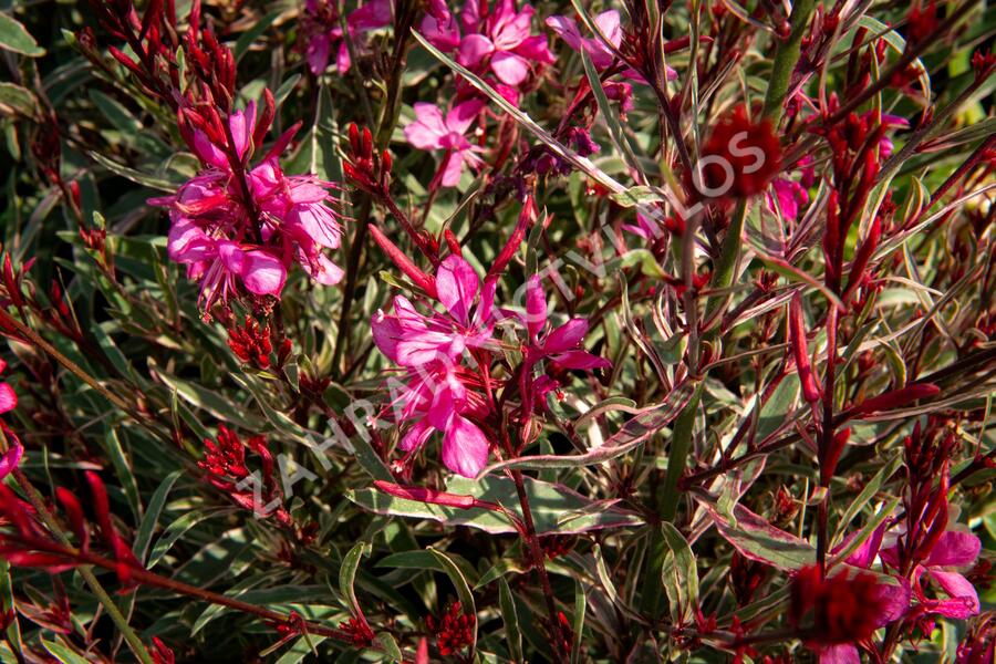 Svíčkovec 'Gambit Variegata Rose' - Gaura lindheimeri 'Gambit Variegata Rose'