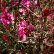 Svíčkovec 'Gambit Variegata Rose' - Gaura lindheimeri 'Gambit Variegata Rose'