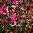 Svíčkovec 'Gambit Variegata Rose' - Gaura lindheimeri 'Gambit Variegata Rose'