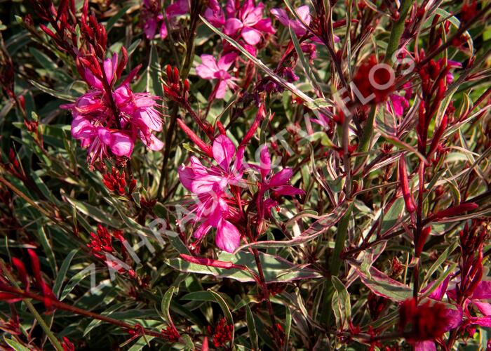 Svíčkovec 'Gambit Variegata Rose' - Gaura lindheimeri 'Gambit Variegata Rose'