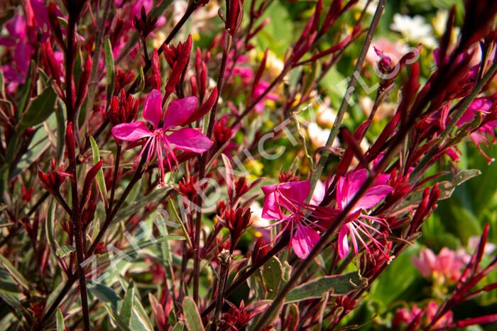 Svíčkovec 'Gambit Variegata Rose' - Gaura lindheimeri 'Gambit Variegata Rose'
