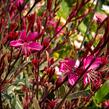 Svíčkovec 'Gambit Variegata Rose' - Gaura lindheimeri 'Gambit Variegata Rose'