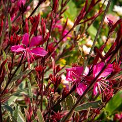 Svíčkovec 'Gambit Variegata Rose' - Gaura lindheimeri 'Gambit Variegata Rose'