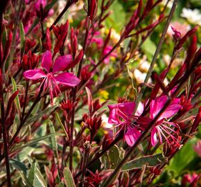 Svíčkovec 'Gambit Variegata Rose' - Gaura lindheimeri 'Gambit Variegata Rose'