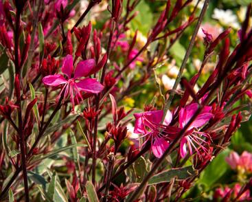 Svíčkovec 'Gambit Variegata Rose'