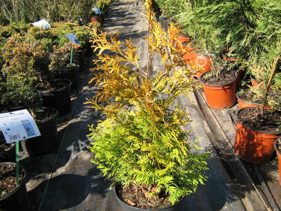 Zerav, túje západní 'Yellow Ribbon' - Thuja occidentalis 'Yellow Ribbon'