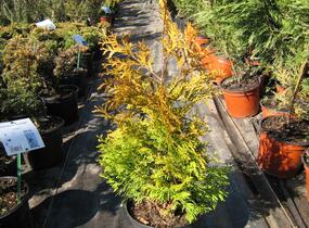 Túje, zerav západní 'Yellow Ribbon' - Thuja occidentalis 'Yellow Ribbon'