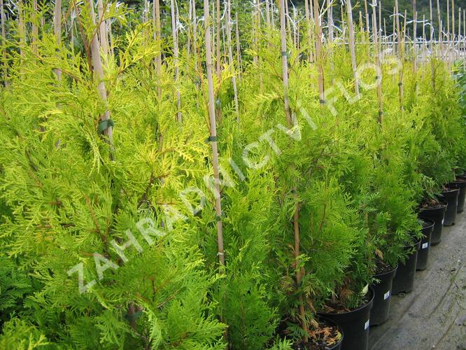 Zerav, túje západní 'Yellow Ribbon' - Thuja occidentalis 'Yellow Ribbon'