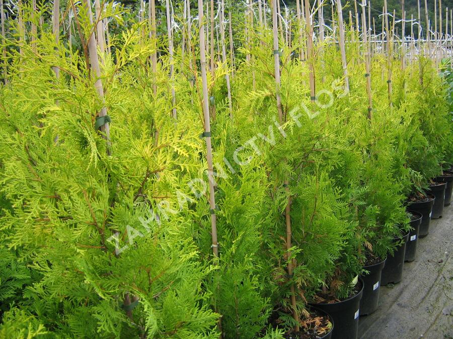 Zerav, túje západní 'Yellow Ribbon' - Thuja occidentalis 'Yellow Ribbon'