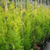 zerav zpadn Yellow Ribbon - Thuja occidentalis Yellow Ribbon