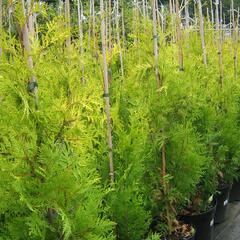 Zerav, túje západní 'Yellow Ribbon' - Thuja occidentalis 'Yellow Ribbon'