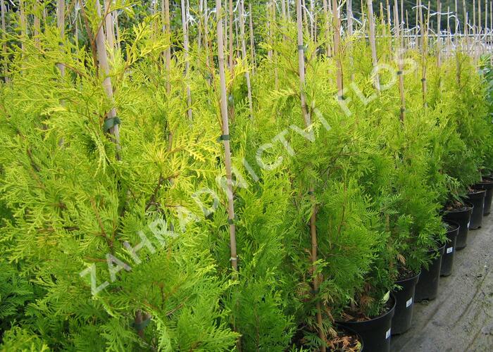 Zerav západní 'Yellow Ribbon' - Thuja occidentalis 'Yellow Ribbon'
