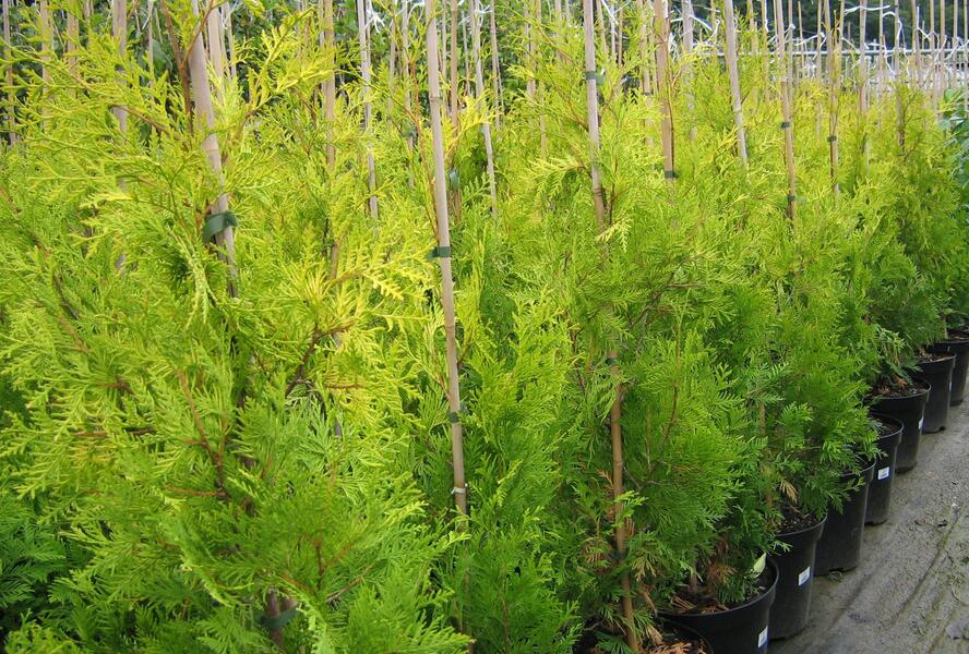 Túje, zerav západní 'Yellow Ribbon' - Thuja occidentalis 'Yellow Ribbon'