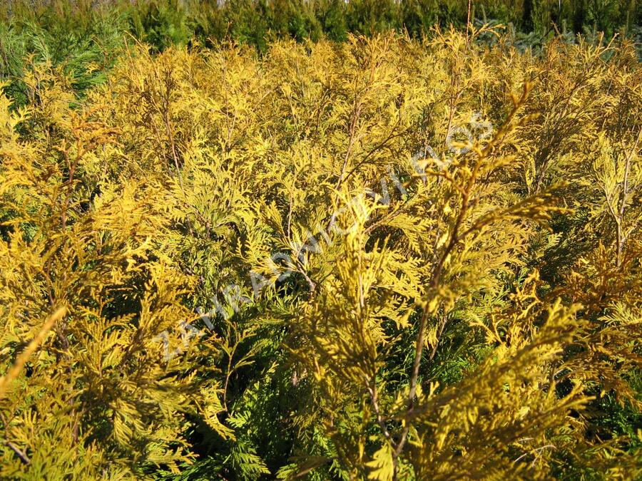 Zerav, túje západní 'Yellow Ribbon' - Thuja occidentalis 'Yellow Ribbon'