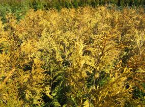 Túje, zerav západní 'Yellow Ribbon' - Thuja occidentalis 'Yellow Ribbon'