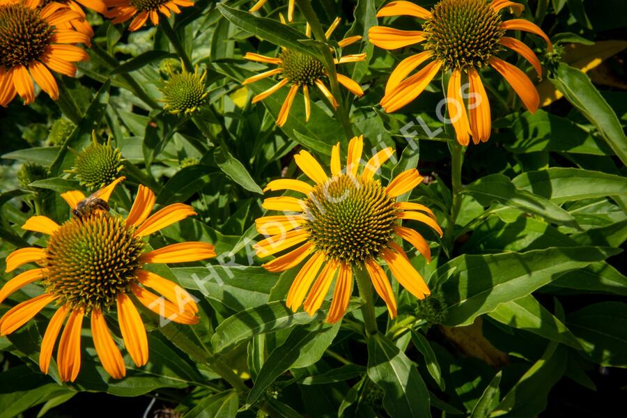 Třapatkovka nachová 'Skipper Orange' - Echinacea purpurea 'Skipper Orange'