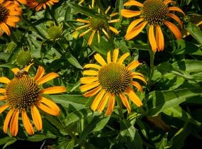 Třapatkovka nachová 'Skipper Orange' - Echinacea purpurea 'Skipper Orange'