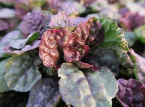 Zběhovec plazivý 'Sugar Plum' - Ajuga reptans 'Sugar Plum'