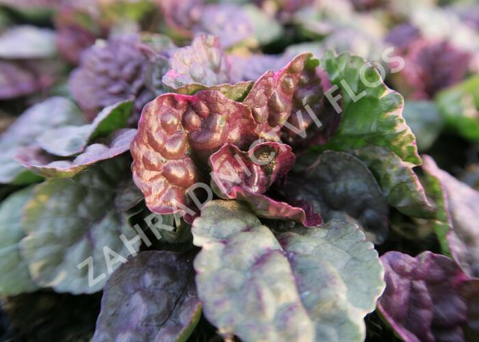 Zběhovec plazivý 'Sugar Plum' - Ajuga reptans 'Sugar Plum'