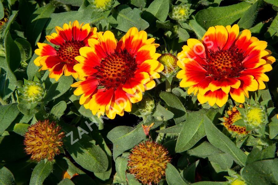 Kokarda osinatá 'Barbican Yellow Red Ring' - Gaillardia aristata 'Barbican Yellow Red Ring'