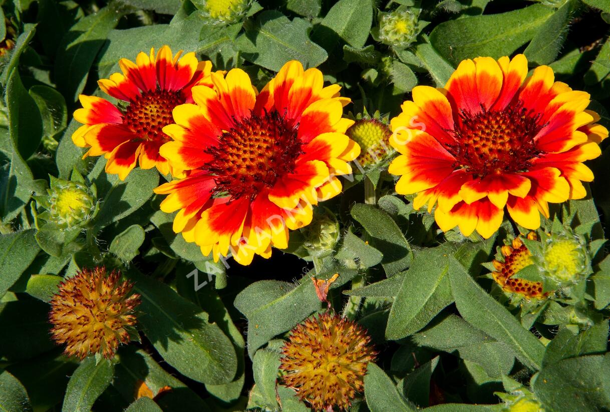 Kokarda osinatá 'Barbican Yellow Red Ring' - Gaillardia aristata 'Barbican Yellow Red Ring'