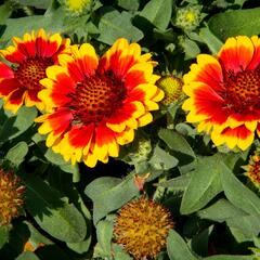 Kokarda osinatá 'Barbican Yellow Red Ring' - Gaillardia aristata 'Barbican Yellow Red Ring'