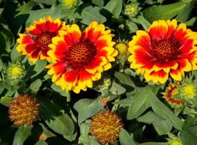 Kokarda osinatá 'Barbican Yellow Red Ring' - Gaillardia aristata 'Barbican Yellow Red Ring'