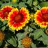 kokarda-osinata-barbican-yellow-red-ring.jpg