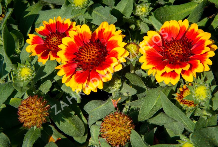 Kokarda osinatá 'Barbican Yellow Red Ring' - Gaillardia aristata 'Barbican Yellow Red Ring'