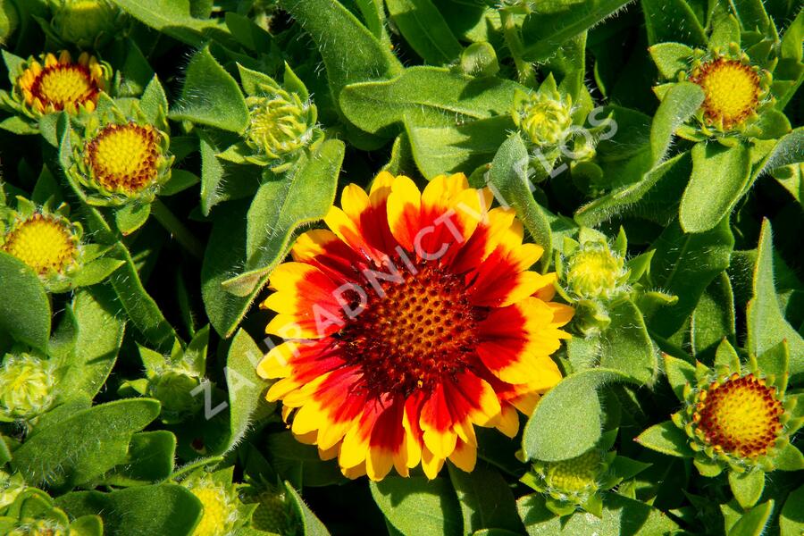 Kokarda osinatá 'Barbican Yellow Red Ring' - Gaillardia aristata 'Barbican Yellow Red Ring'