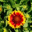 Kokarda osinatá 'Barbican Yellow Red Ring' - Gaillardia aristata 'Barbican Yellow Red Ring'