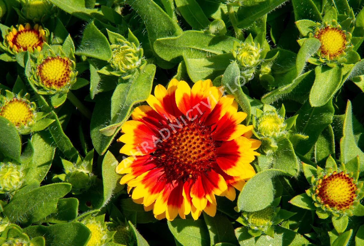 Kokarda osinatá 'Barbican Yellow Red Ring' - Gaillardia aristata 'Barbican Yellow Red Ring'