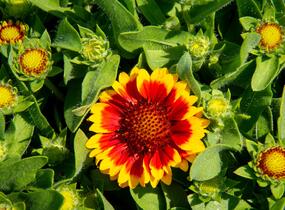 Kokarda osinatá 'Barbican Yellow Red Ring' - Gaillardia aristata 'Barbican Yellow Red Ring'