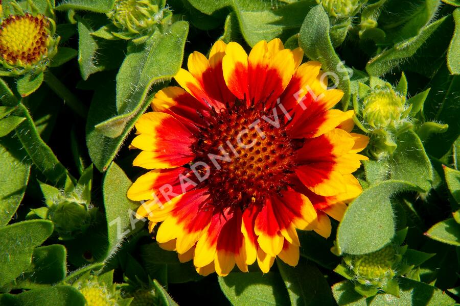 Kokarda osinatá 'Barbican Yellow Red Ring' - Gaillardia aristata 'Barbican Yellow Red Ring'
