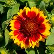 Kokarda osinatá 'Barbican Yellow Red Ring' - Gaillardia aristata 'Barbican Yellow Red Ring'